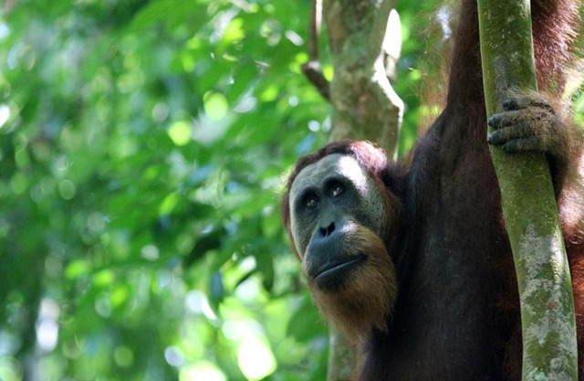 Ida Guest House & JUNGLE TREKKING