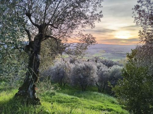 Il Cestino di Ciliegie