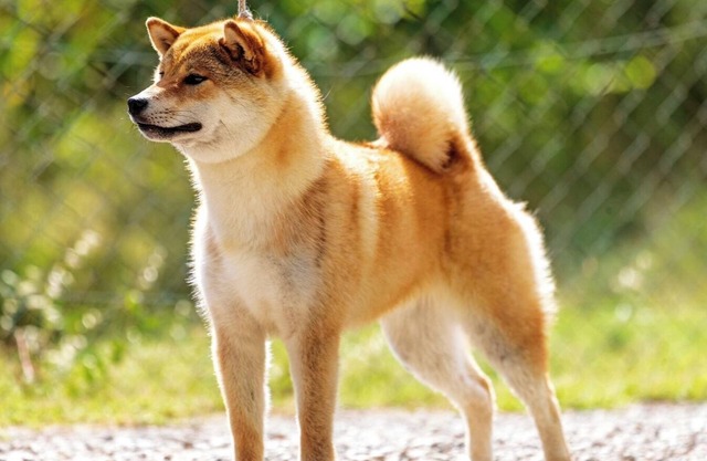 Il Poggio, your country retreat! Relax for you and your furry friends