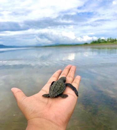 Isla Cañas, Los Santos - Tours de avistamiento de tortugas y tours guiados en lancha
