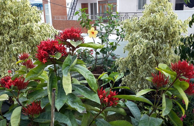 Ixora Suites