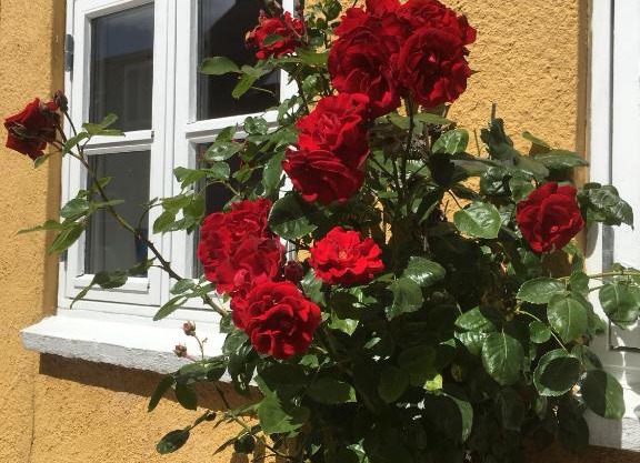 Jan og Inges Bed & Breakfast