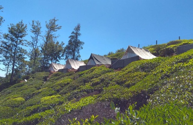 Janardan Tea Campsite Ooty