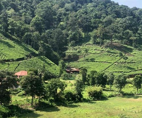 Janiro Tea Trees Villas