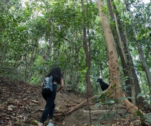 JIVA Nest Self-Service Tiny Home in Rainforest Nest with Kitchen - WiFi, Monkeys, Bats!