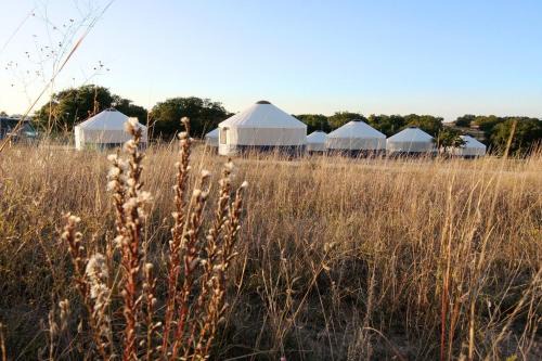 Johnny Yurts - The Lavender