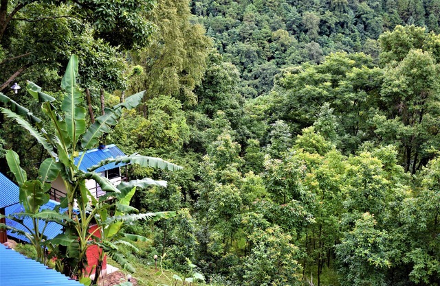 Jungle Crown Organic Homestay