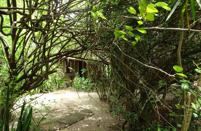 Jungle House