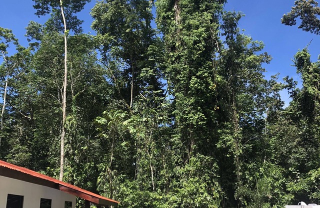 Jungle Oasis - ¡Nuevo retiro!