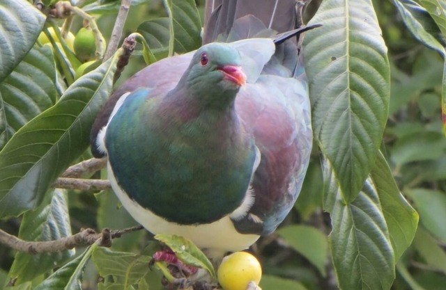 Casa rural Kereru, entorno tranquilo, cerca de la playa de Baddeleys, Tawharanui