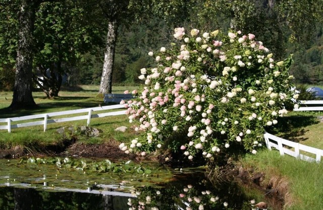 Kvåstunet