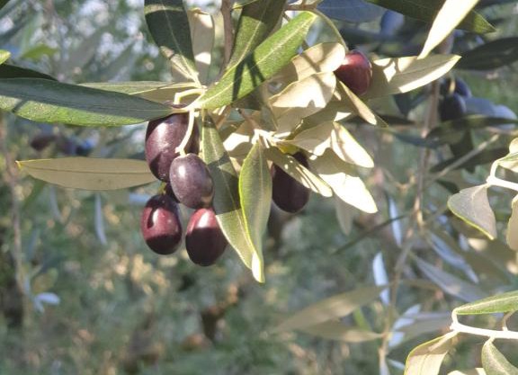 L' Oliva Nera