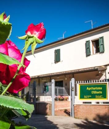 L'uliveto