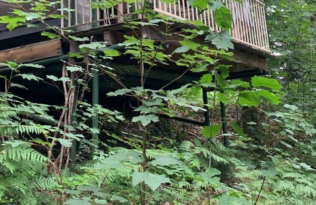 La Cabane Dans la Fôret
