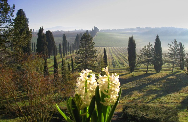 Apartamento LA CASALTA- GIRASOLE - En el corazón verde de la Toscana