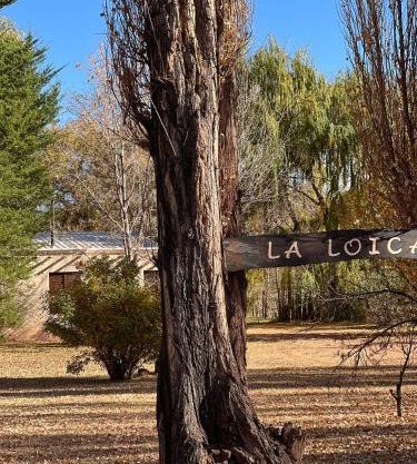 La Loica