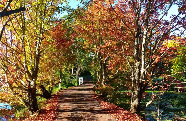 Large Secluded Family Home. Pet & Children friendly, Pool, Fire Pit. Wildlife,