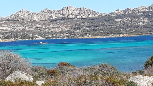 L’asfodelo