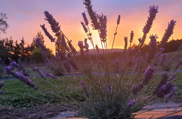 Lavender Row Farm