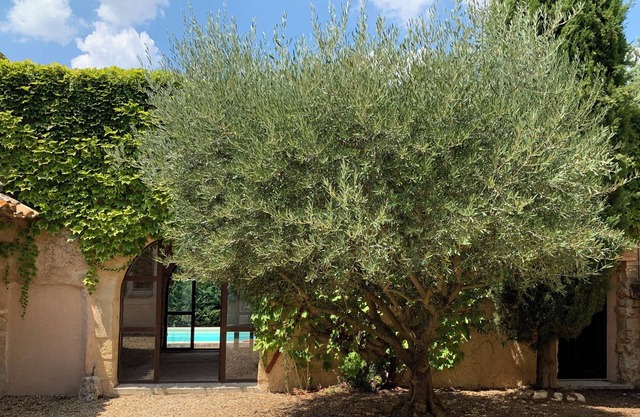 Le colombier, amazing Mas with pool ang garden