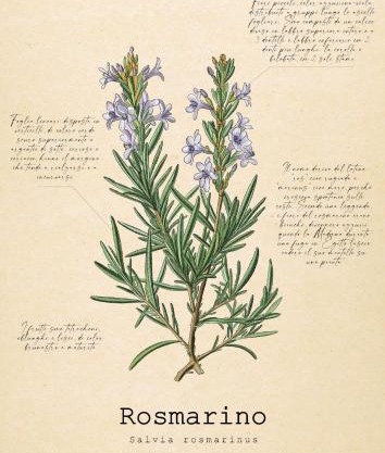 Le Floreali - Casa Rosmarino