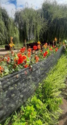 Lela colonia