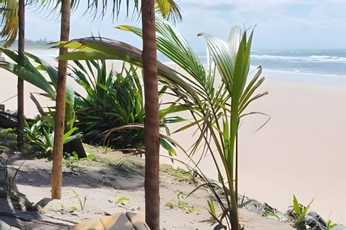 Licuri Praia de Algodões
