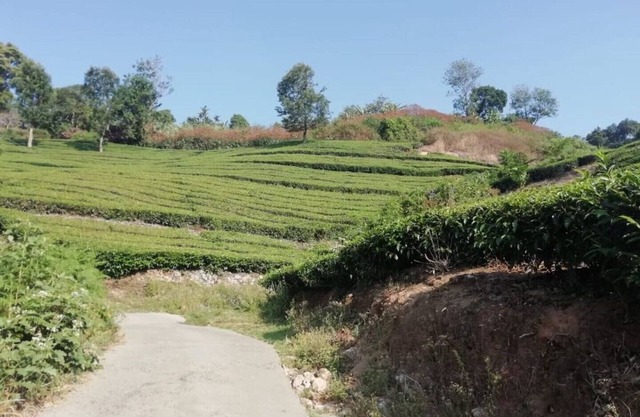 Linten Holiday Resort, Propiedad ubicada en Munnar. Ciudad a 4.7 km de MUNNAR