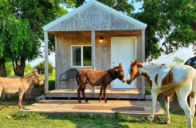Little Cabin at the DonkeyRanch