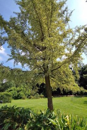 Loft Ginkgo