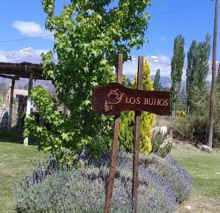 Los búhos