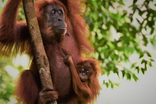 Lucky Bamboo'Bungalows-Resto and Orangutan Jungle Trekking Tours