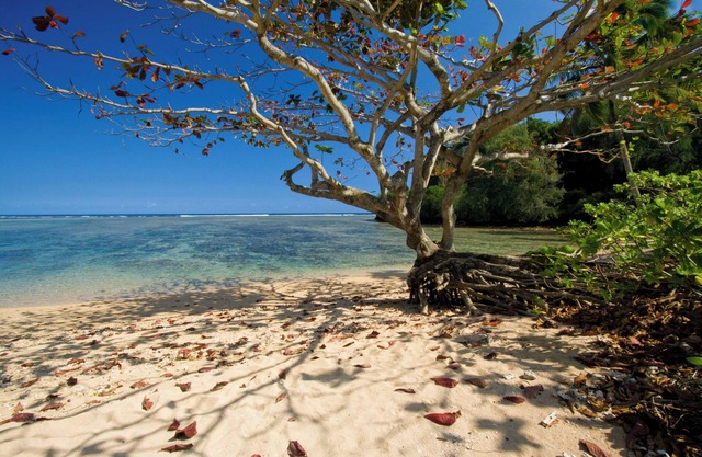 Luxury Beachfront Home on Beautiful Anini Beach! TVR 5079 TVR 5080