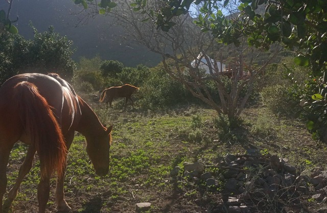 20% DESCUENTO. Glamping con deck privado y baño ecológico. Mascotas bienvenidas.