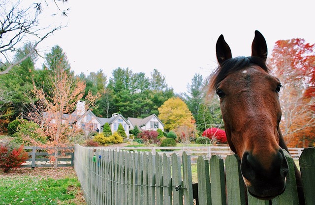 Luxury Wildflower Cottage: Mountain Views, Farm Animals, and Exquisite Decor