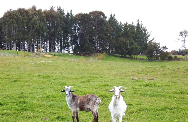 Mahana Farm Cottage, su refugio rural privado