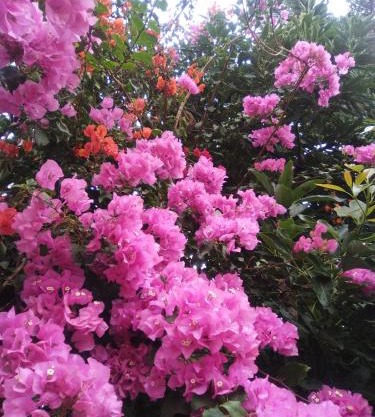 Mar de flores