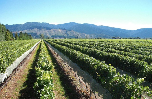 Marlborough Magic - Rapaura Holiday Home