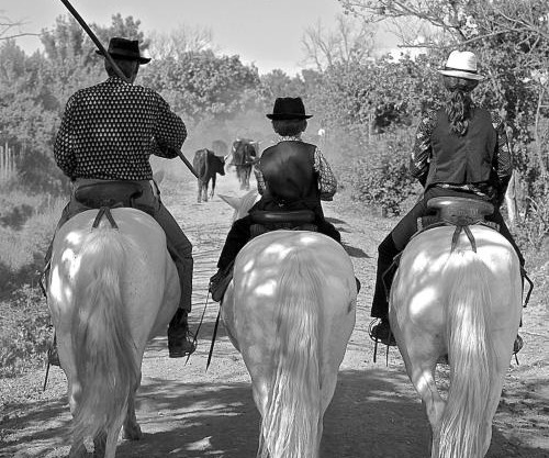 Mas du Menage en Camargue Manade Clauzel