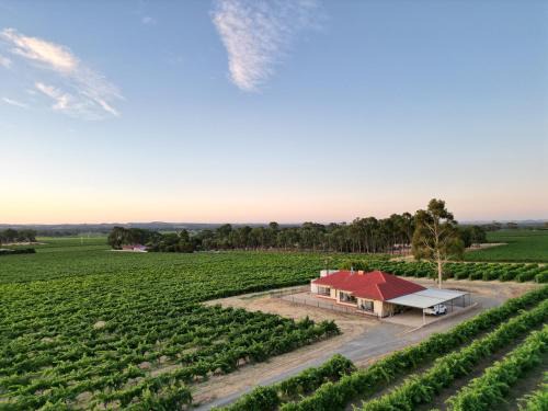 McGill Vineyard Barossa