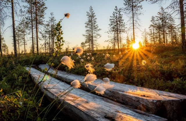Metsä Kolo
