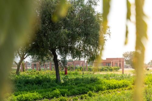 Mharo Khet Jodhpur