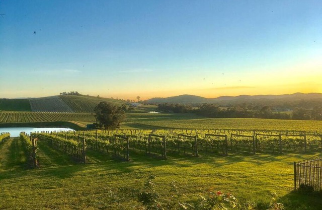 Mount Hope Estate Vineyard