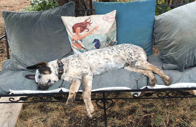 Mountain Breeze - Dog Friendly Days of Summer