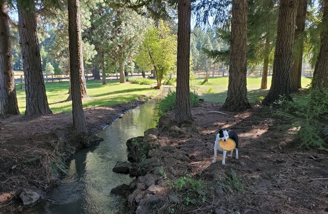 Mt Adams Trout Lake 3B2Ba 2.6 acres quiet, peaceful. Minutes from quaint town.