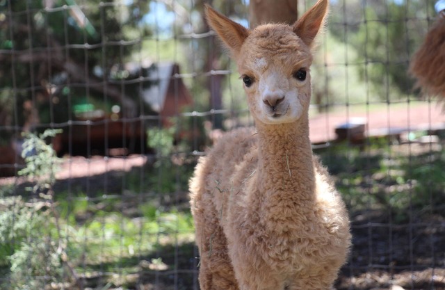 Nuevo listado: ¡Mystic Pines Alpacas and Fiber Processing le da la bienvenida!