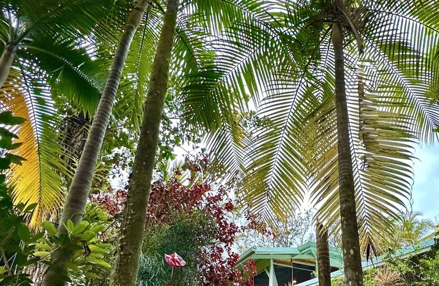 Native Roots Nest ~ Jungle Suite