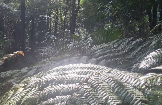 Nature at its very best park like lawn, stuning stream, fire pit pet friendly!
