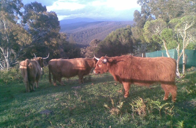 Near and Far Nature Stay, self contained cabins.n