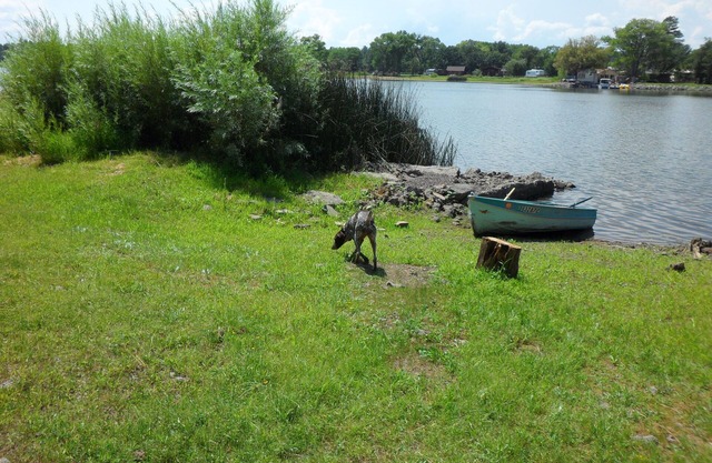 ¡NUEVO! Cabaña frente al lago de 4 acres en Tall Pines